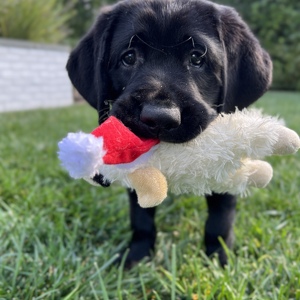 Fundraising Page: Melayne Yocum